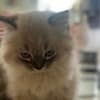 Persian/Himalayan kittens for sale photo 6