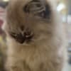 Persian/Himalayan kittens for sale photo 7