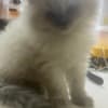 Persian/Himalayan kittens for sale photo 8
