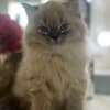 Persian/Himalayan kittens for sale photo 9