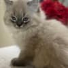 Persian/Himalayan kittens for sale photo 10