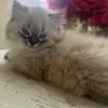 Persian/Himalayan kittens for sale photo 11