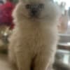 Persian/Himalayan kittens for sale photo 12