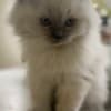 Persian/Himalayan kittens for sale photo 13
