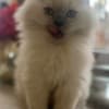 Persian/Himalayan kittens for sale photo 14
