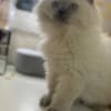 Persian/Himalayan kittens for sale photo 15