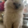 Persian/Himalayan kittens for sale photo 16
