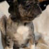Male and Female Pug Puppies Available photo 1