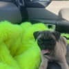 Male and Female Pug Puppies Available photo 2