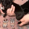 Male and Female Pug Puppies Available photo 3