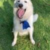 Male Berger Blanc Suisse Available! photo 1