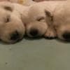 Berger Blanc Suisse Puppies Available! photo 1