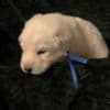 Berger Blanc Suisse Puppies Available! photo 2