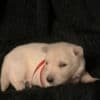 Berger Blanc Suisse Puppies Available! photo 3