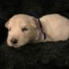 Berger Blanc Suisse Puppies Available! photo 4