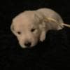 Berger Blanc Suisse Puppies Available! photo 5