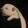 Berger Blanc Suisse Puppies Available! photo 6