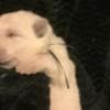 Berger Blanc Suisse Puppies Available! photo 7