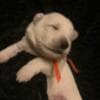 Berger Blanc Suisse Puppies Available! photo 8