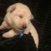Berger Blanc Suisse Puppies Available! photo 9
