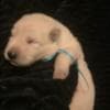 Berger Blanc Suisse Puppies Available! photo 10