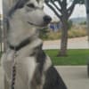 Siberian Husky 20 weeks Named KOYA photo 1