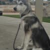 Siberian Husky 20 weeks Named KOYA photo 2