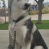 Siberian Husky 20 weeks Named KOYA photo 3