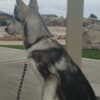 Siberian Husky 20 weeks Named KOYA photo 4