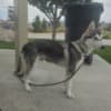 Siberian Husky 20 weeks Named KOYA photo 5