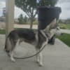 Siberian Husky 20 weeks Named KOYA photo 6
