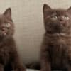 Rare chocolate and lilac British shorthair kittens photo 1