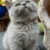 Rare chocolate and lilac British shorthair kittens photo 2
