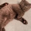 Rare chocolate and lilac British shorthair kittens photo 3