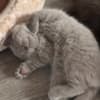 Rare chocolate and lilac British shorthair kittens photo 4