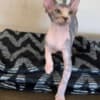 Sphynx photo 1
