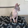 Sphynx photo 2
