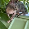 Sphynx photo 3