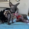 Sphynx photo 4