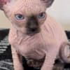 Sphynx photo 5