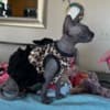 Sphynx photo 6