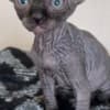 Sphynx photo 7