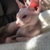 Young Adult Sphynx cats photo 1