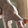 Young Adult Sphynx cats photo 3