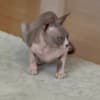 Young Adult Sphynx cats photo 4