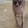 Young Adult Sphynx cats photo 5