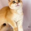 British Gold Kitty photo 1