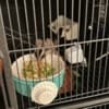 2 young sugar gliders looking for a new home photo 3