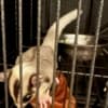2 young sugar gliders looking for a new home photo 1