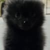 ? Adorable Black Pomeranian ? photo 1